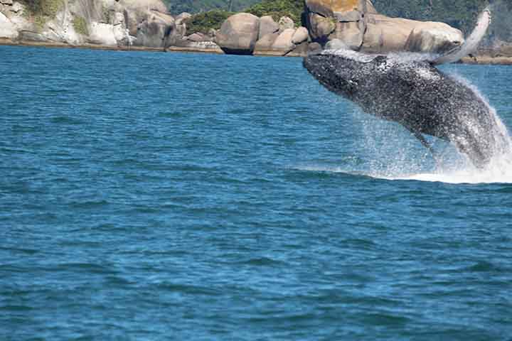 Baleia-de-bryde - Esse é o nome comum dado a duas espécies de baleias, a Balaenoptera brydei e a Balaenoptera edeni, da família dos balenopterídeos. O 