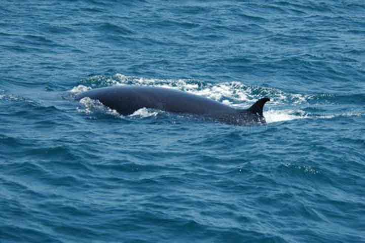 A baleia comum de Bryde (Balaenoptera brydei, Olsen, 1913) é uma de tamanho maior que ocorre mundialmente em águas temperadas e tropicais quentes, e a baleia Sittang ou Éden é uma menor que pode ser restrita ao Indo-Pacífico.