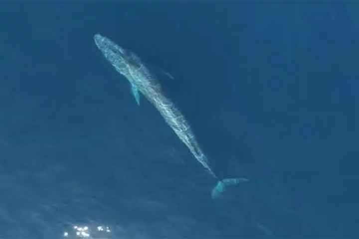 As baleias-azuis eram, até ao início do século XX abundantes em quase todos os oceanos. Caçadas durante mais de um século, foram levadas à beira da extinção pelos baleeiros, até se tornarem objeto de mecanismos de proteção adotados pela comunidade internacional em 1996.