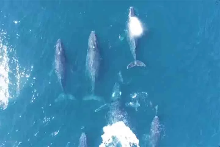 Baleia-sei (Balaenoptera borealis) - É considerado o terceiro maior balenopterídeo. Pode ser encontrada em todo o mundo, em todos os oceanos e mares adjacentes, e prefere águas profundas mais afastadas da costa.