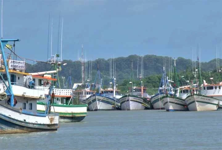 Além da jubarte, que é a mais popular no Brasil, existem outras espécies de baleias que frequentam o litoral do país. Veja algumas. 