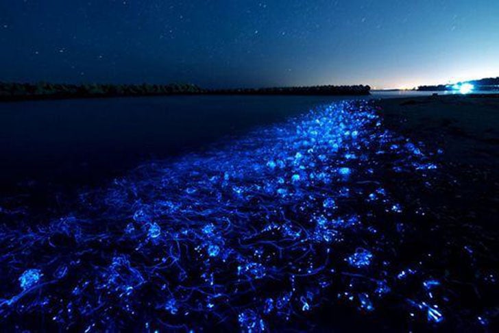 Baía de Toyama (Japão) - Uma luz azul é emitida da baía, fluindo de baixo da água. A lula vaga-lume é que produz esse espetáculo luminoso. Às vezes as ondas até levam esses animais até a praia. A luz que elas emitem é uma camuflagem para proteção. 