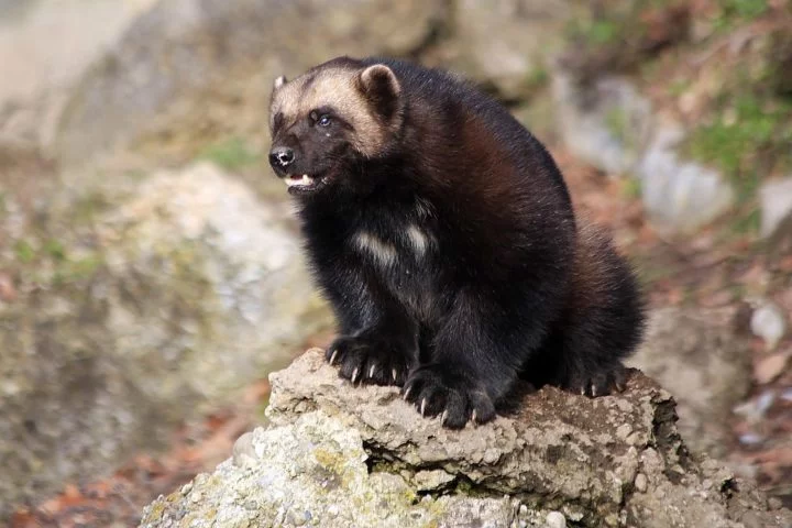 Embora fisicamente diferente do personagem, o carcaju compartilha traços como força, agressividade e a habilidade de enfrentar adversários maiores da natureza.