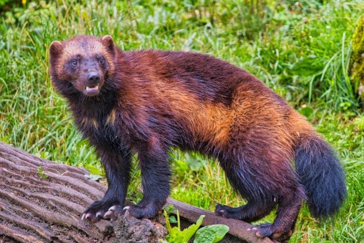 Originalmente, o personagem  foi inspirado no carcaju (também chamado de wolverine, glutão ou urso-gambá), um animal encontrado em regiões frias da América do Norte e da Eurásia. 