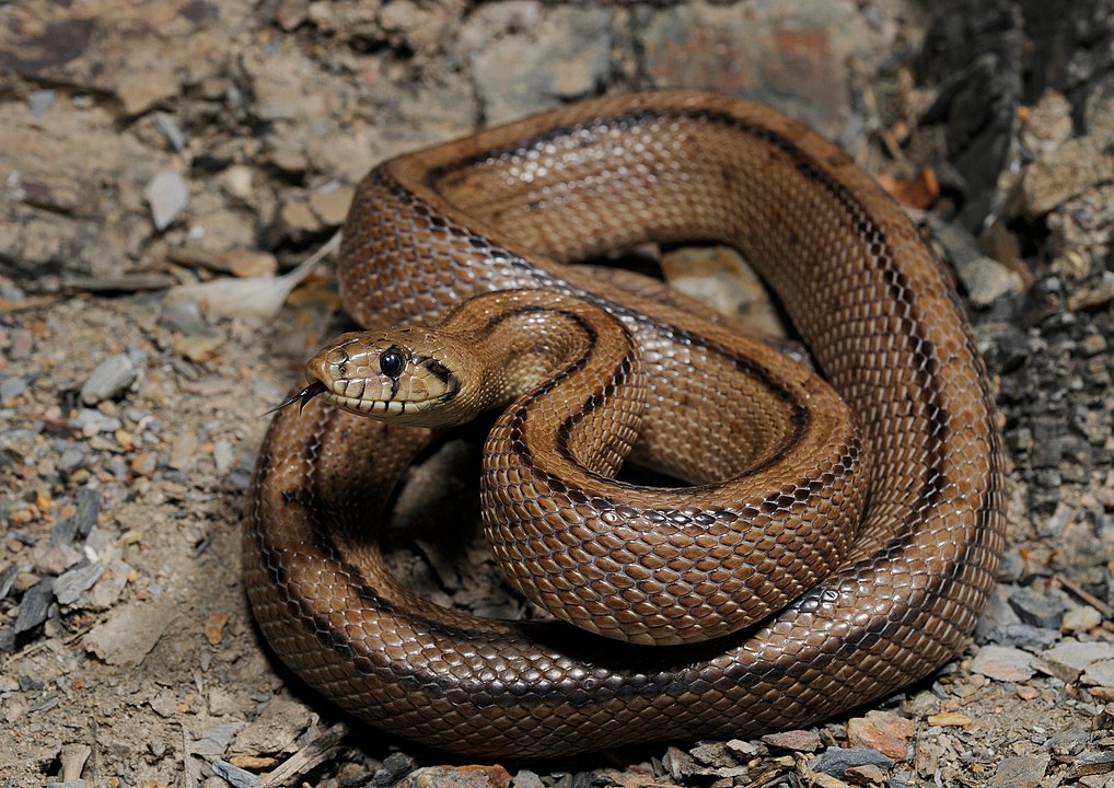 Ainda segundo a reportagem, a cobra que estava no brócolis é da espécie cobra-de-escada, que existe em vários países da Europa Certamente, um filhotinho, para caber no brócolis. Essa cobra não é venenosa.