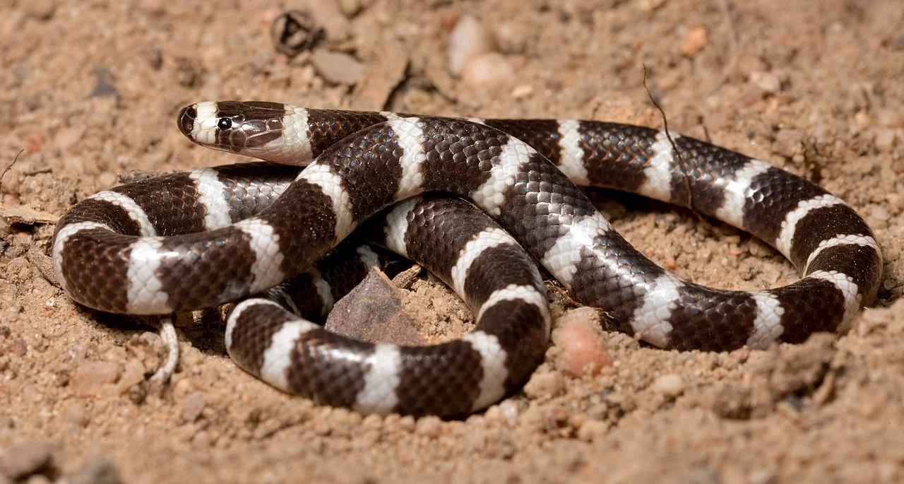 Bandy-bandy - Cobra de escamas lisas e brilhantes com um padrão distinto de anéis pretos e brancos ao longo de todo o corpo. Essa espécie é endêmica da Austrália.  