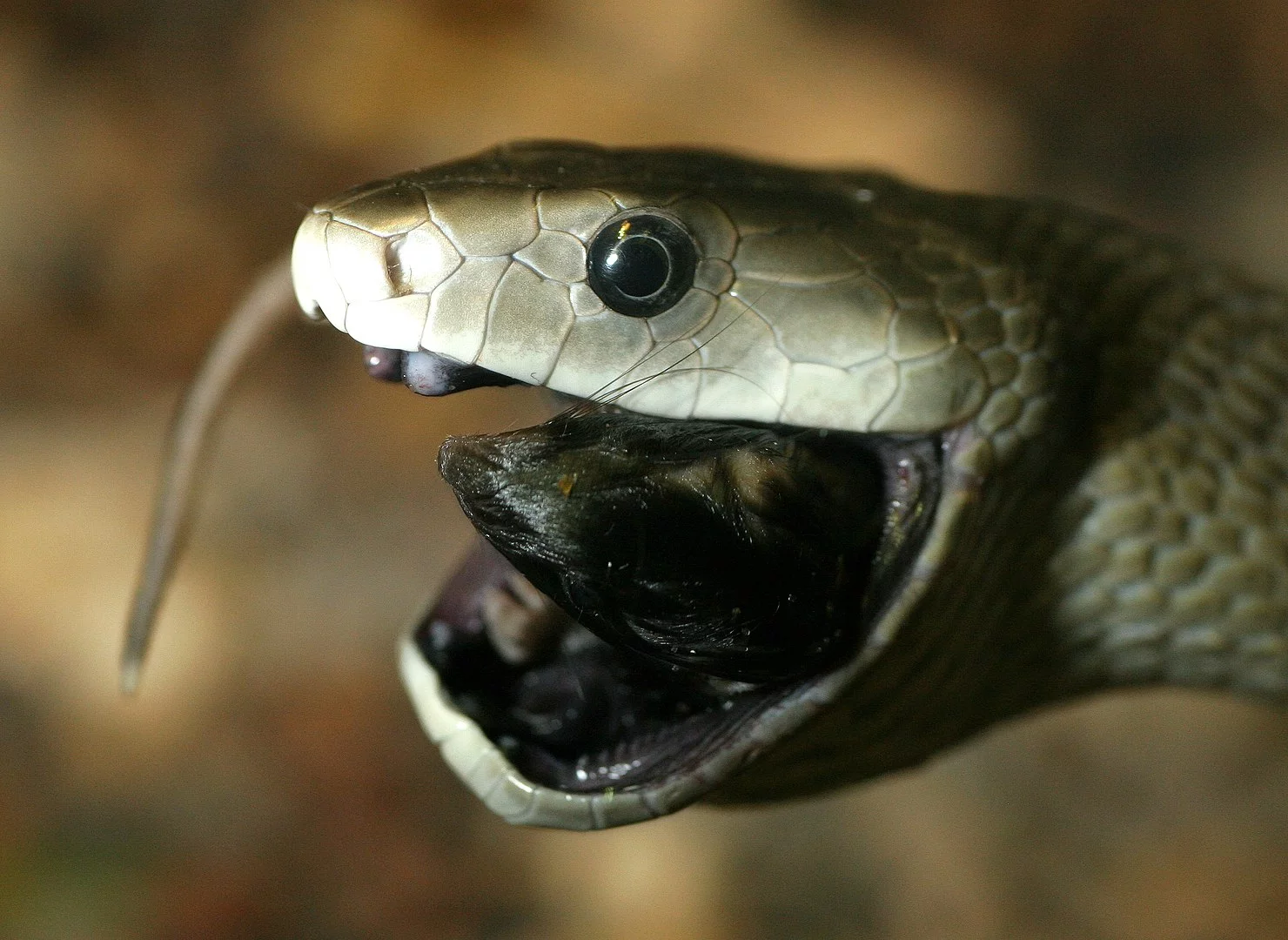 Mamba Negra - Nativa da África. Pode ser preta ou cinza, mas a parte de dentro da boca é sempre negra. É a cobra mais rápida do mundo: rasteja a  20 km/h. Portanto, não dá nem pra fugir. 