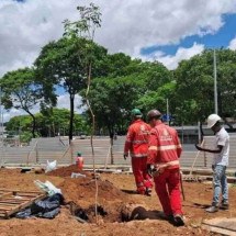 Praça da Rodoviária será florida com ipês, chuva-de-ouro e escumilha africa - Divulgação/PBH