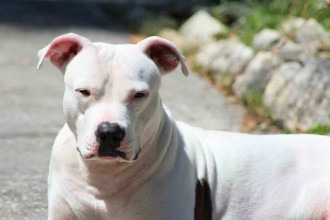 Pitbull entra em escola e fere seis alunos