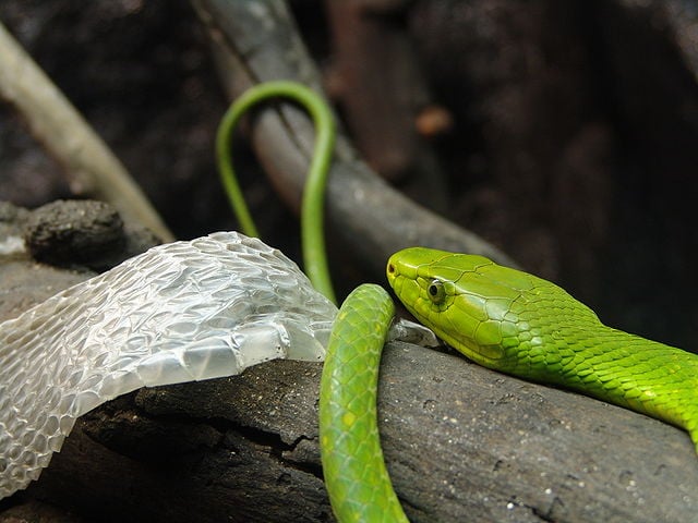 Veja, além da mamba-verde,  uma lista com as cobras mais venenosas do mundo. Espécies que são notoriamente perigosas. 