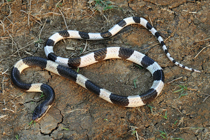 Krait Malasyana - Vive em países do Sudeste Asiático, principalmente Indonésia e Malásia. É facilmente reconhecida, pois tem listras pretas e brancas.  Metade das vítimas dessa cobra morre mesmo se houver aplicação de antídoto. Dentre as sequelas de quem sobrevive, pode sofrer paralisia grave. 