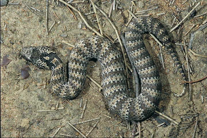 Cobra da Morte - Originária da Austrália. Também é encontrada na Nova Guiné.  Diferentemente da maioria das cobras, que reagem quando provocadas, esta serpente ataca por nada, sem ter sido ameaçada. E tem um dos botes mais rápidos.   