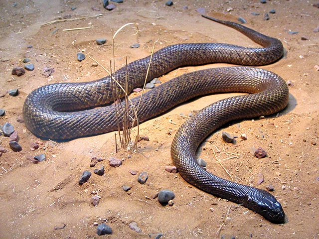 Taipan - Austrália. Tem uma toxina que destrói as células sanguíneas e provoca hemorragia interna. Sua dose letal é de apenas 0,1 mg por quilo. Mas ela chega a injetar 120 mg num só ataque. Em média, uma cobra dessas pode matar 56 homens. 