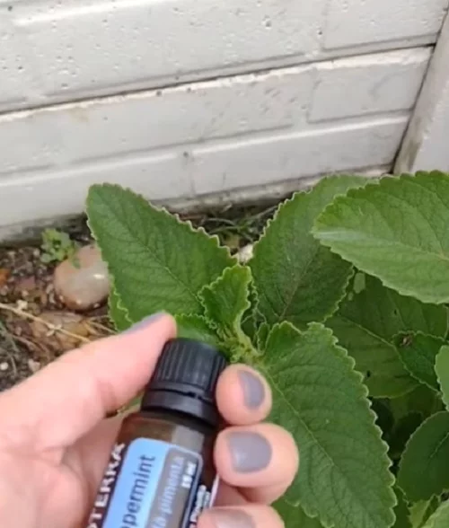 A hortelã é uma erva aromática amplamente conhecida por seu sabor refrescante e propriedades medicinais. Ela ajuda a combater o mau hálito porque contém mentol, uma substância com efeito refrescante e ação antibacteriana, que reduz a presença de bactérias causadoras do odor desagradável. Você pode mastigar folhas frescas diretamente ou preparar um chá com as folhas.