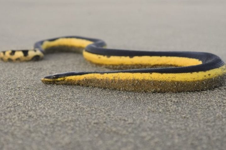 Na Austrália, há também as cobras marinhas, como a cobra-do-mar-pelágio que vive no oceano e possui um veneno poderoso. Apenas uma mordida dela libera toxina suficiente para matar 100 pessoas! 