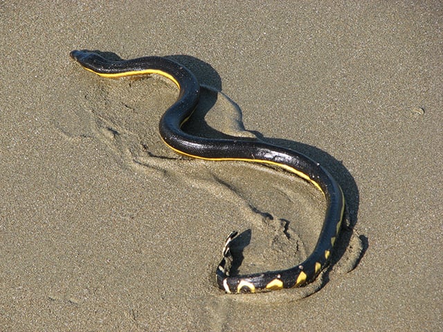 Cobra de Barriga Amarela - Considerada a mais mortal,  tem veneno 100 vezes mais potente que uma cascavel.  Basta 0,01 mg de veneno por quilo para matar. Ou seja, um pessoa de 70 kg seria morta com apenas 0,7 mg de veneno. 