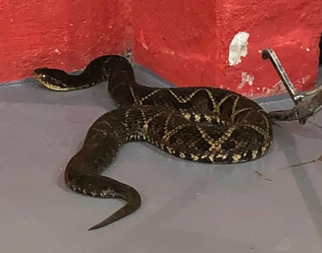 Recentemente, uma cobra venenosa foi capturada numa casa em São José, na Grande Florianópolis. Com 1,80 m, a serpente da espécie Jararacuçu estava no telhado e foi pega pelos bombeiros. 