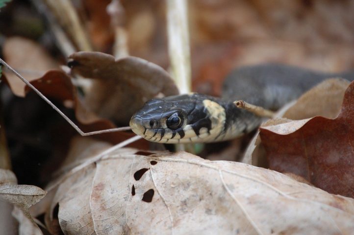 Durante o verão australiano, cobras buscam locais mais frescos, como ruas, jardins e até interiores de casas, aumentando a chance de encontros com humanos.