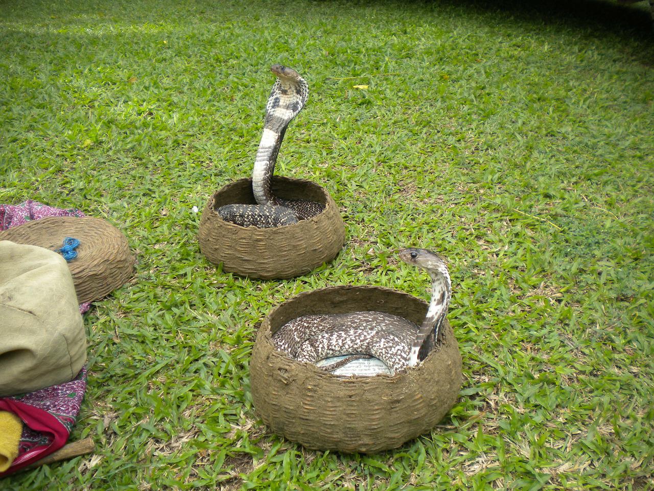 Por causa do capuz, a cobra-rei e a naja se confundem. Mas a cobra-rei pode ter muitos pigmentos e listras, enquanto a Naja tem apenas uma cor com pequenas manchas pelo corpo.