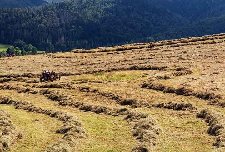 A palha é um subproduto agrícola originado do cultivo de cereais como trigo, milho, arroz e centeio. Após a colheita dos grãos, os caules e folhas restantes, chamados de palha, são reaproveitados.