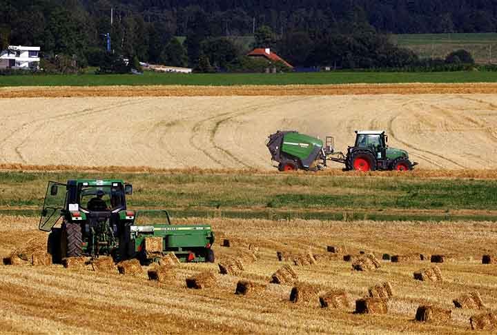 O processo de fabricação começa com a colheita dos caules, que são secos ao sol para remover a umidade. Após isso, a palha pode ser cortada, prensada ou triturada, dependendo do uso