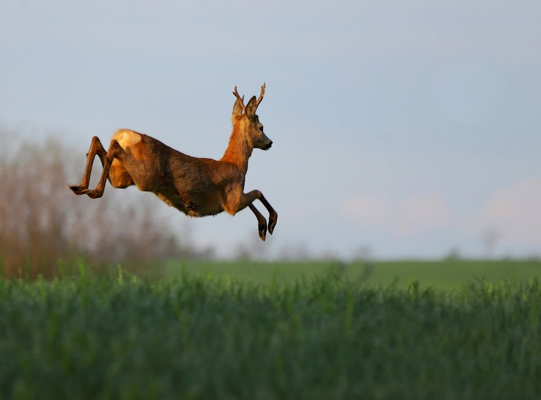 Os cervos tiveram grande importância histórica como animal de caça e como  fonte de alimento. Eles podem atingir uma velocidade de 70 km/h.  