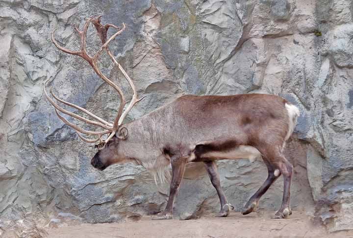 As renas são os únicos cervídeos que os homens conseguiram domesticar. Vivem apenas em locais frios e se notabilizaram, na cultura popular, por puxarem trenós.  Mas, na realidade, cães siberianos ou do Alasca é que costumam auxiliar no transporte humano. 