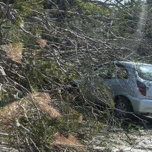 Árvore cai em carro e bloqueia Via Expressa, em BH - Gabriela Matina/EM/D.A Press