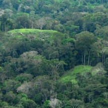 Fenômeno climático tem derrubado árvores na Amazônia e pode ser perigoso - Governo do Acvre wikimedia commons 