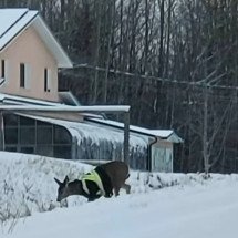 Autoridades canadenses querem descobrir quem vestiu um cervo com colete neon - Reprodução CTV