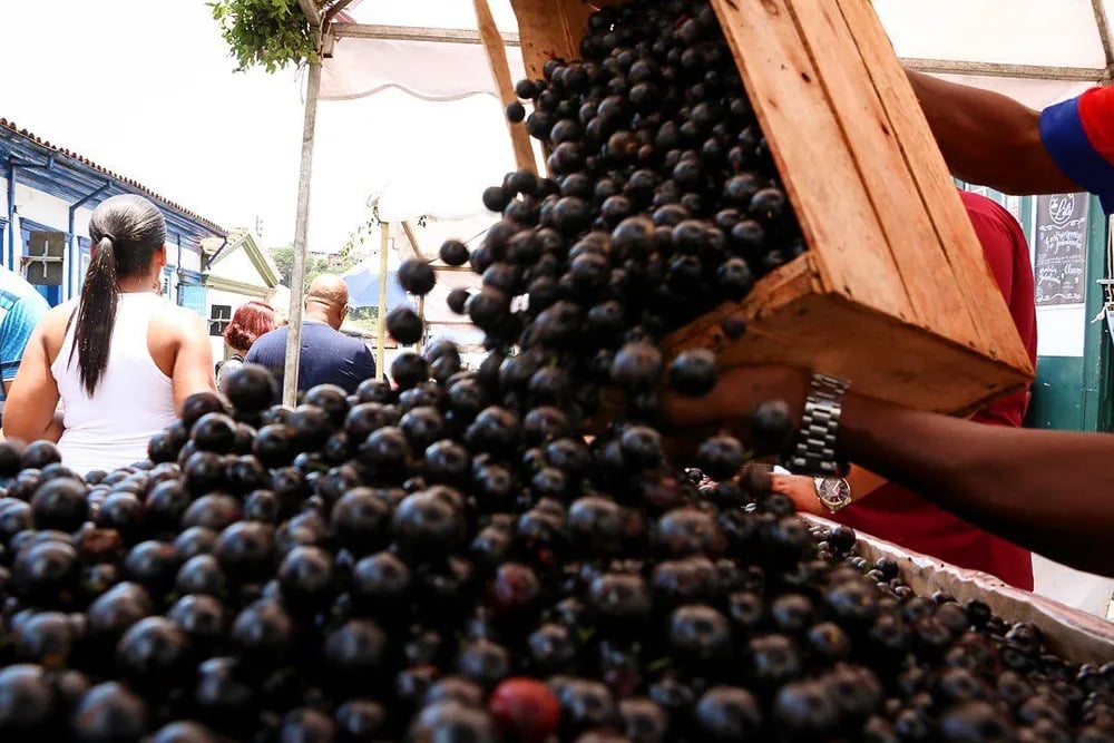 A jabuticaba é o fruto da jabuticabeira, árvore originária do Brasil. A fruta é pequena, de casca roxa e polpa branca, e contém ferro, vitaminas C, B, B2, B3 e carboidratos.