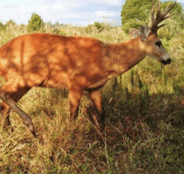 No Rio Grande do Sul, grupos de ambientalistas tentam preservar o cervo-do-pantanal diante da grande quantidade de fazendas. Curiosamente, cachorros atacam filhotes de cervos e foi preciso recorrer à castração para reduzir o número de ataques. 