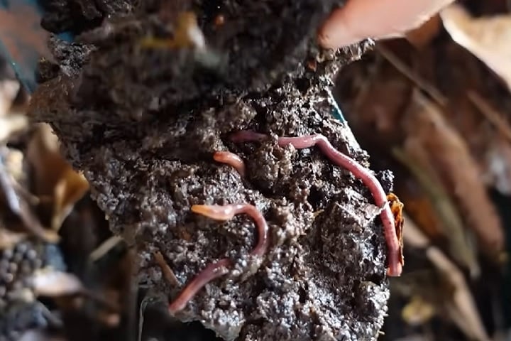 O uso de adubos orgânicos, como húmus de minhoca, farinha de osso e pó de rocha, é recomendado por fornecerem nutrientes indispensáveis para o crescimento da planta.