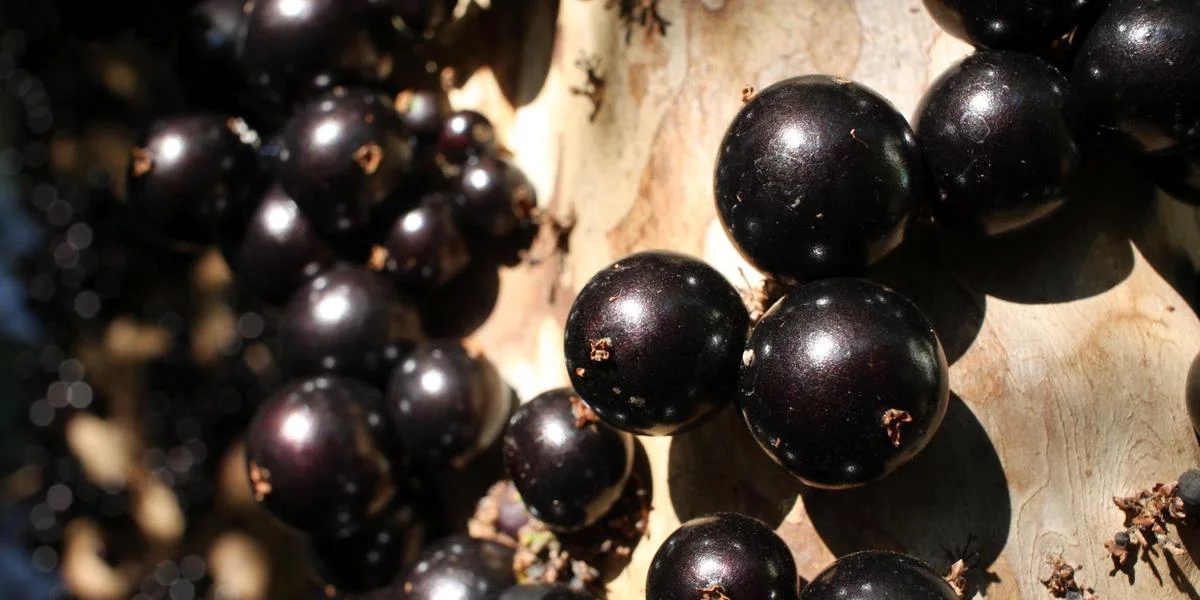 Existem cerca de 12 a 15 diferentes espécies de jabuticaba. A mais comum delas é a Sabará, sendo também a mais apreciada. Além dessa, outras espécies muito cultivadas são a Paulista, Branca, Rajada e Ponhema.