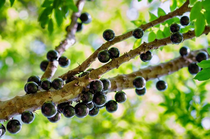 Com a adubação apropriada, a jabuticabeira se fortalecerá, florescerá e produzirá frutos abundantes e de ótima qualidade! 