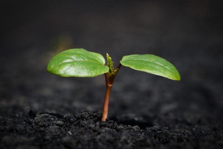 Ao mesmo tempo, dão qualidade do solo, ajudando na retenção de umidade e na drenagem adequada para que as raízes cresçam nas condições ideais.