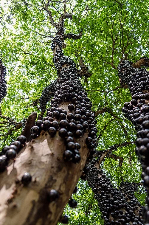 Queridinha das dietas, a roxinha é famosa pelo baixo valor calórico. Em 100 g de jabuticaba crua, existem apenas 58 calorias. 