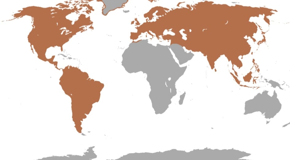 Os cervos ou veados são uma família de animais ruminantes que inclui alces, gazelas,, corças, renas e caribus. Eles vivem em todos os continentes, exceto na  Austrália e na Antártida.