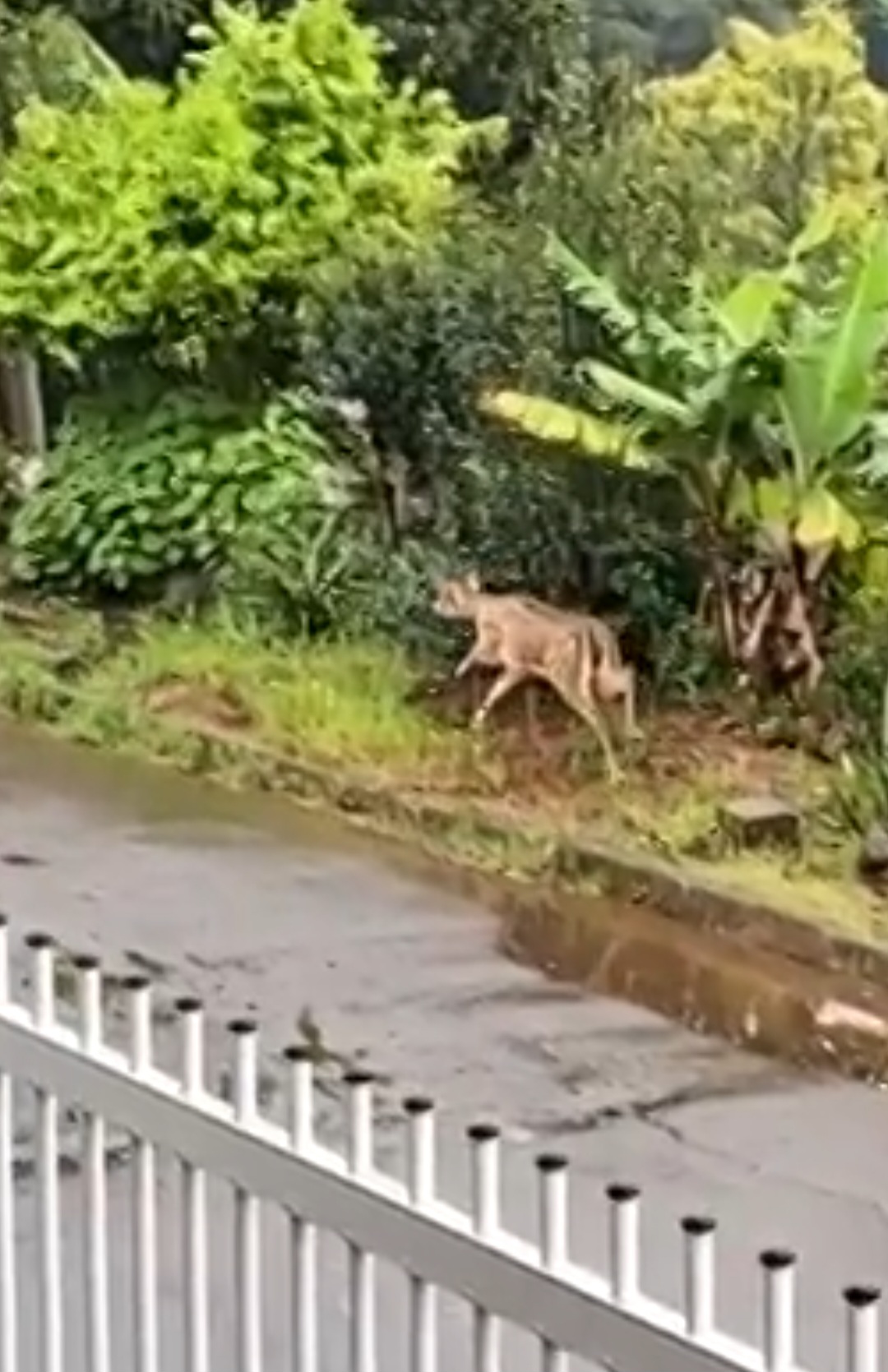 Especialistas disseram que essa espécie, também conhecida como chital, é nativa das florestas da Índia, Sri Lanka, Nepal, Bangladesh, Butão e Paquistão.