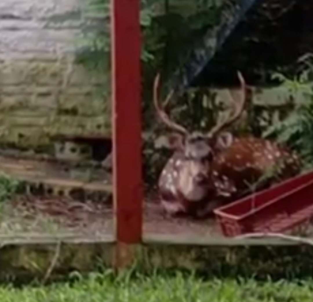 Em dezembro, um cervo chital também foi visto nas ruas do bairro Jaboticabal, em Passo Fundo, no Rio Grande do Sul.