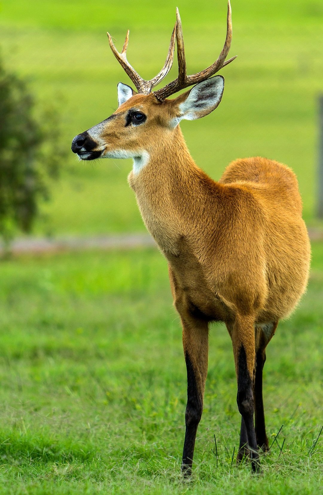 As quatro sob risco de extinção são veado-campeiro, veado-mateiro-pequeno, veado-mão-curta e cervo-do-pantanal.  O cervo-do-pantanal é o maior cervídeo da América do Sul,  podendo pesar até 125 quilos e ter até 1,27 metro de altura.  Mas seu habitat foi drasticamente reduzido por causa de desmatamentos. 