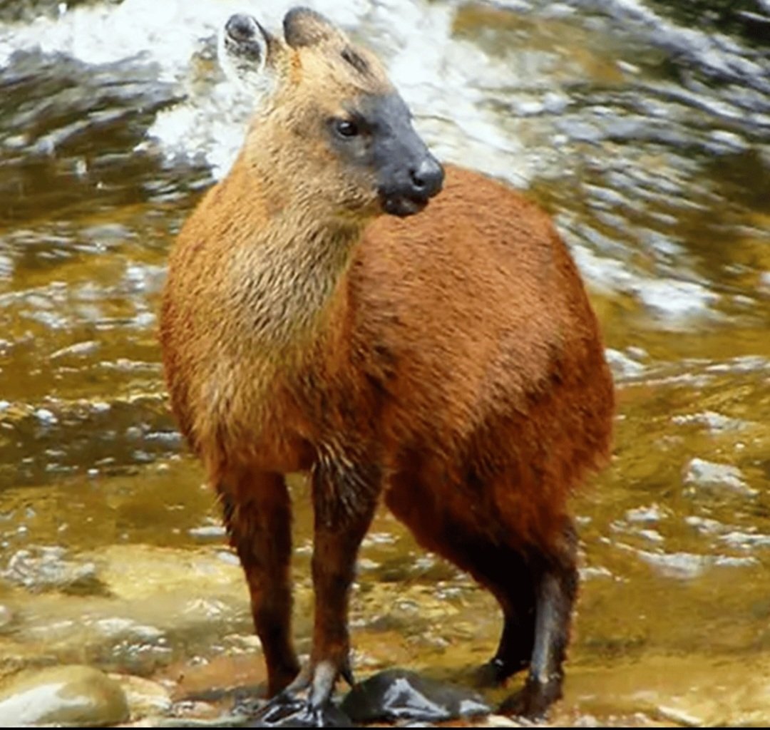 A nova espécie tem caninos (ausentes na outra espécie) e pelagem mais macia, num tom avermelhado ou alaranjado mais vibrante, diferentemente dos mephistophiles, que são opacos.