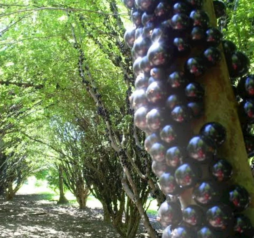 Alguns visitantes fazem piqueniques nas sombras das jabuticabeiras, outros penduram redes e tiram uma bela soneca. Há também quem passe a manhã e tarde coletando e comendo frutos. Andar entre as árvores é como caminhar por um labirinto.