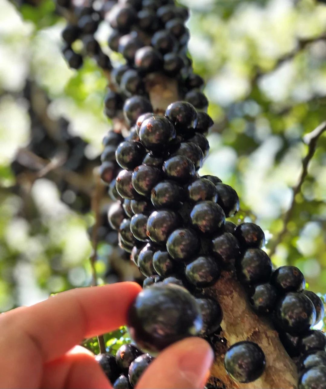 A história da Fazenda Jabuticabal se confunde com a criação da capital. Os primeiros pés foram plantados em 1947, por Antônio, que era pedreiro e feirante, e sua esposa, Maria da Luz de Jesus, falecida em 2007.