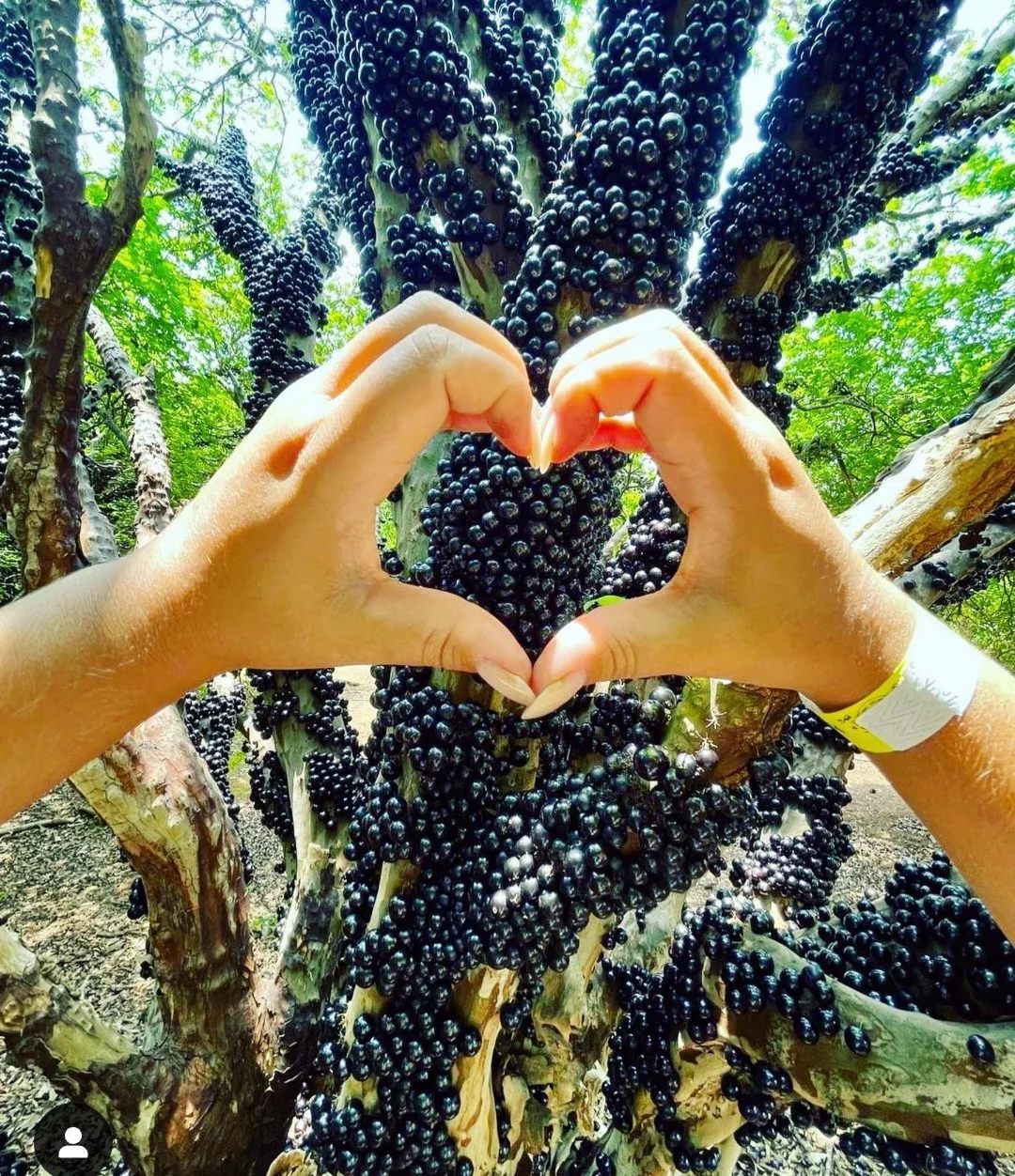 Visitar a fazenda é a chance de ter um dia de tranquilidade cercado de milhares de árvores cheias de pontinhos pretos suculentos e doces, de perder de vista.