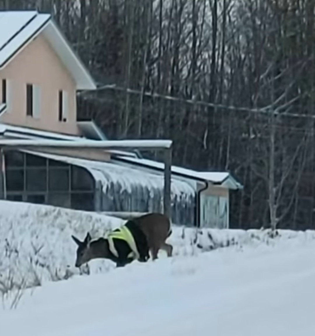 Autoridades canadenses querem descobrir quem vestiu um cervo com colete neon