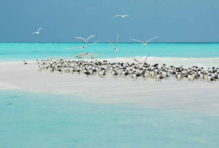 Localizado no coração do Triângulo de Coral, nas Filipinas, o Tubbataha Reefs Natural Park apresenta recifes de corais intactos e uma abundância de vida marinha. 