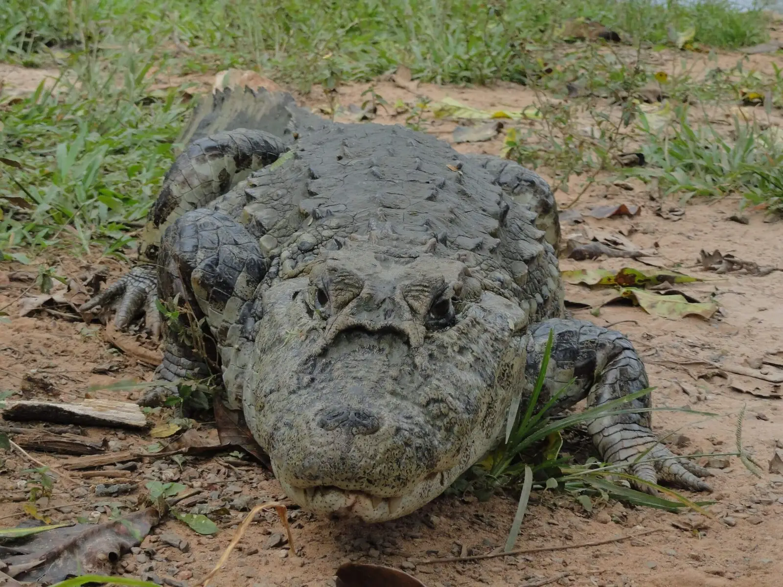 Jacaré de 1,50 m é capturado em quintal de residência - animalia