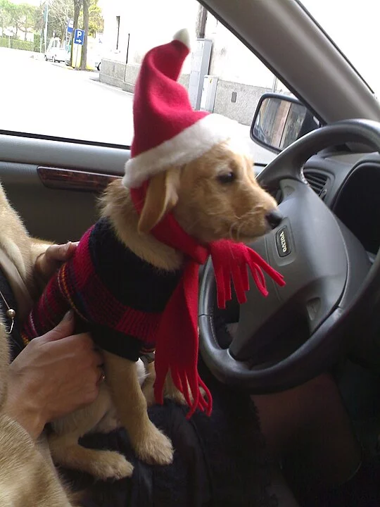 Os pets também não podem viajar no colo das pessoas, muito menos do motorista . O transporte do animal sem proteção é considerado uma infração de trânsito, com uma série de multas previstas pela legislação. 	