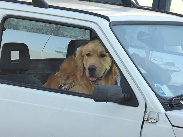 Em caso de infração média - como ocorre com animal solto no banco - gera multa de R$ 130,16 , além de quatro pontos na carteira de habilitação do motorista. 